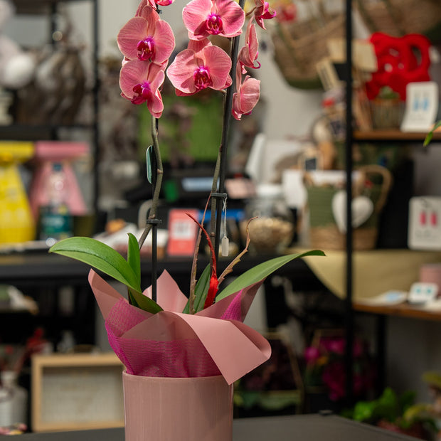 Orchidea Rosa 2 Steli in Vaso | Torino
