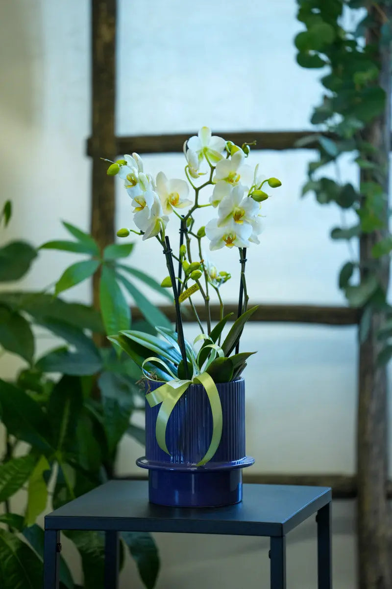 Orchidea Bianca Grande 2 Steli in Vaso Viola | Torino Emozioni