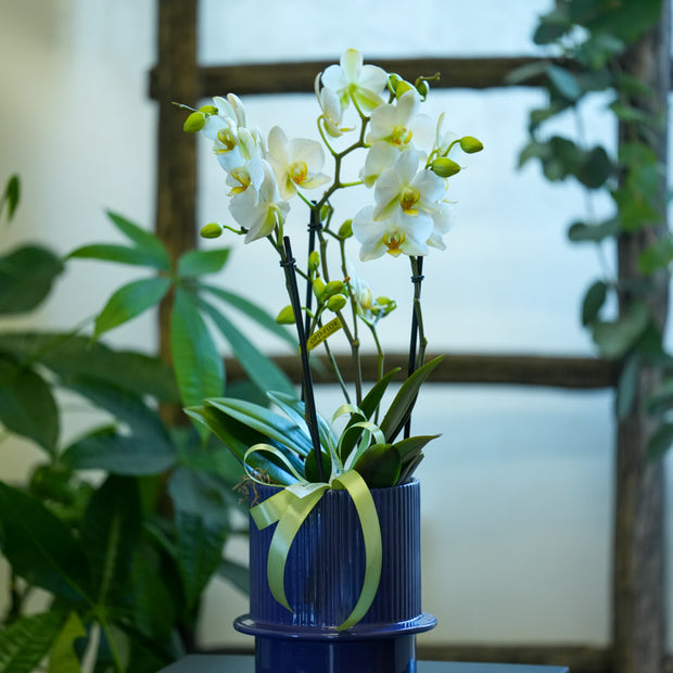 Orchidea Bianca Grande 2 Steli in Vaso Viola | Torino