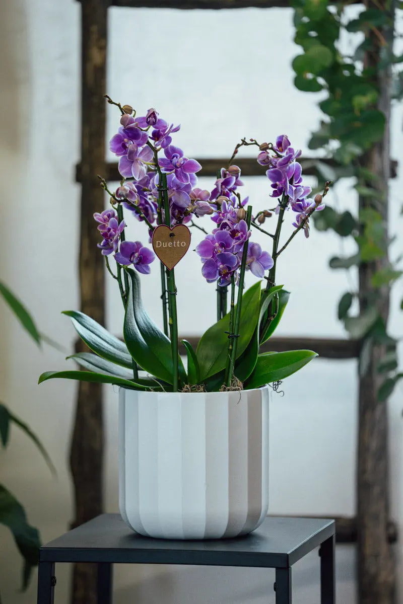 Orchidea Rosa Grande in Vaso Decorativo | Torino Emozioni