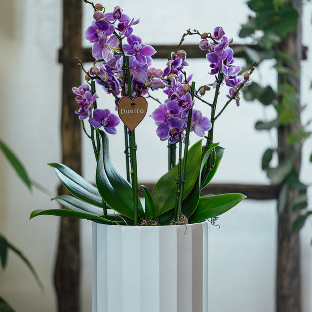 Orchidea Rosa Grande in Vaso Decorativo | Torino