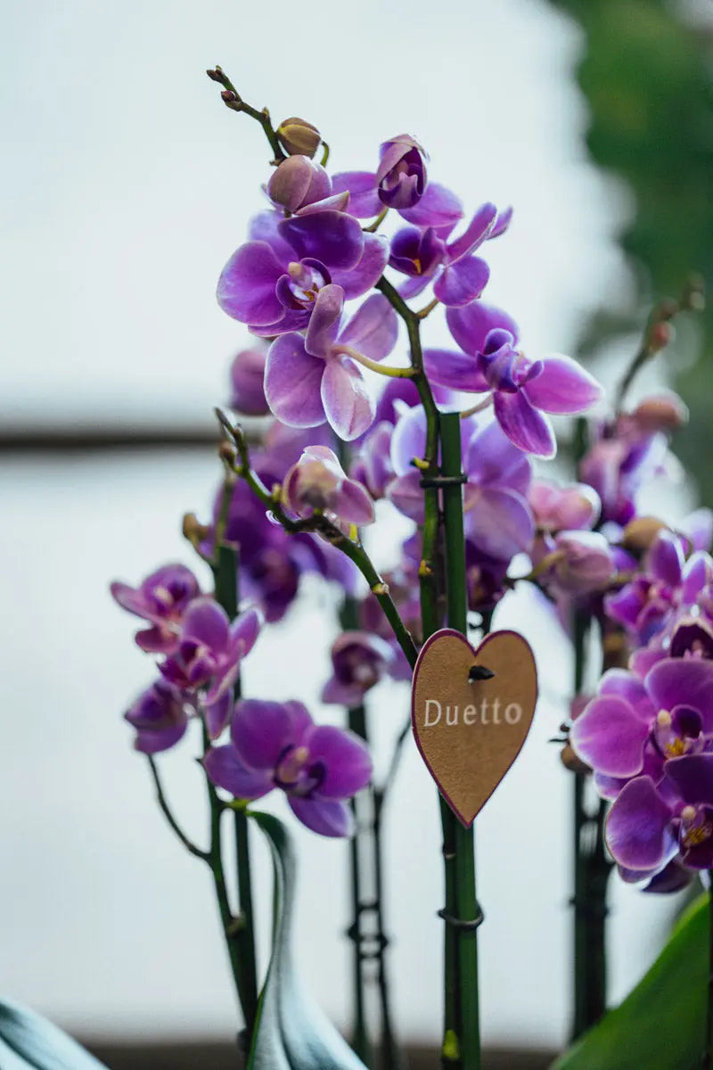 Orchidea Rosa Grande in Vaso Decorativo | Torino Emozioni
