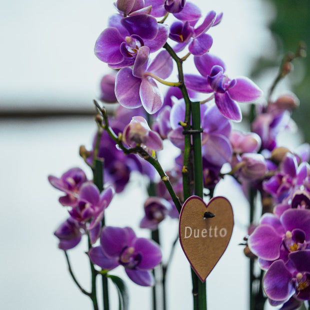 Orchidea Rosa Grande in Vaso Decorativo | Torino