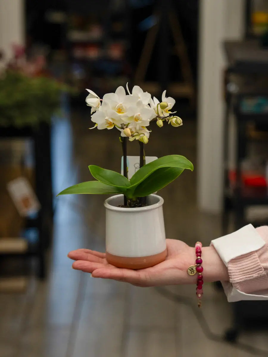 Orchidea Mini Bianca 2 Steli in Vaso | Torino Emozioni