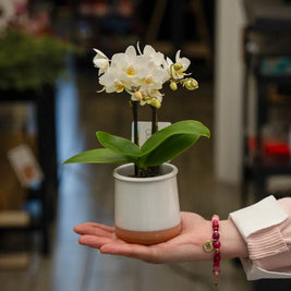 Orchidea Mini Bianca 2 Steli in Vaso | Torino Emozioni