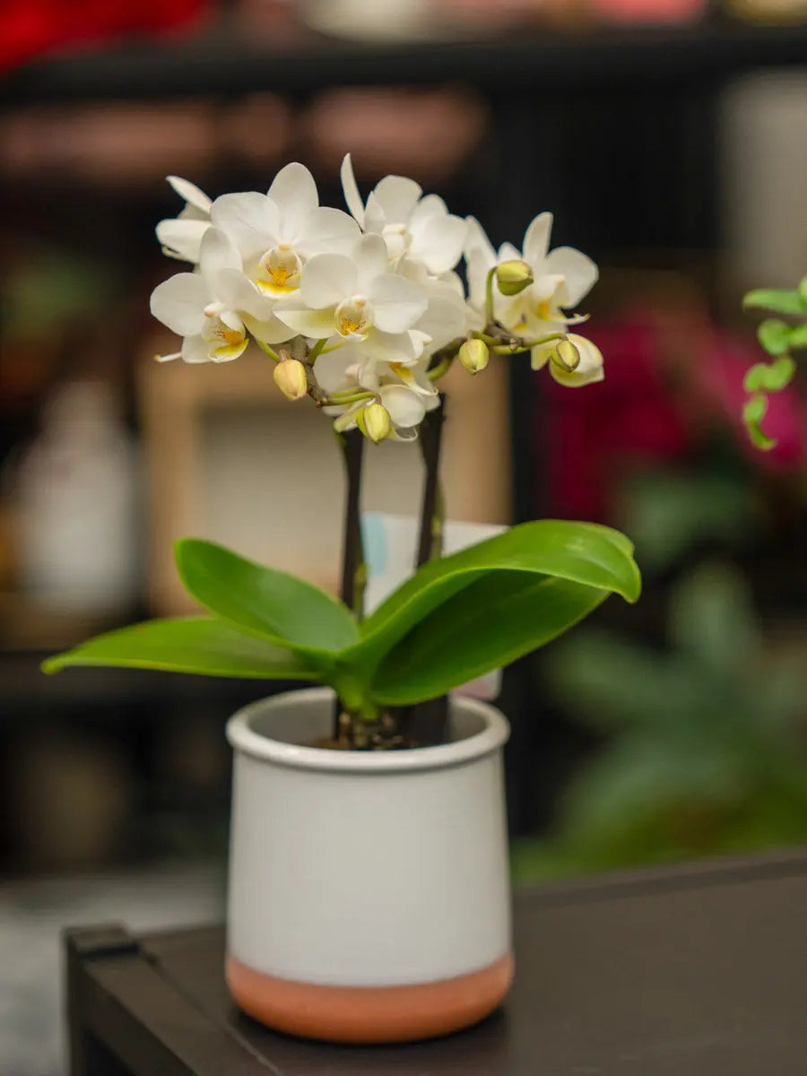 Orchidea Mini Bianca 2 Steli in Vaso | Torino Emozioni