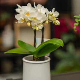 Orchidea Mini Bianca 2 Steli in Vaso | Torino Emozioni
