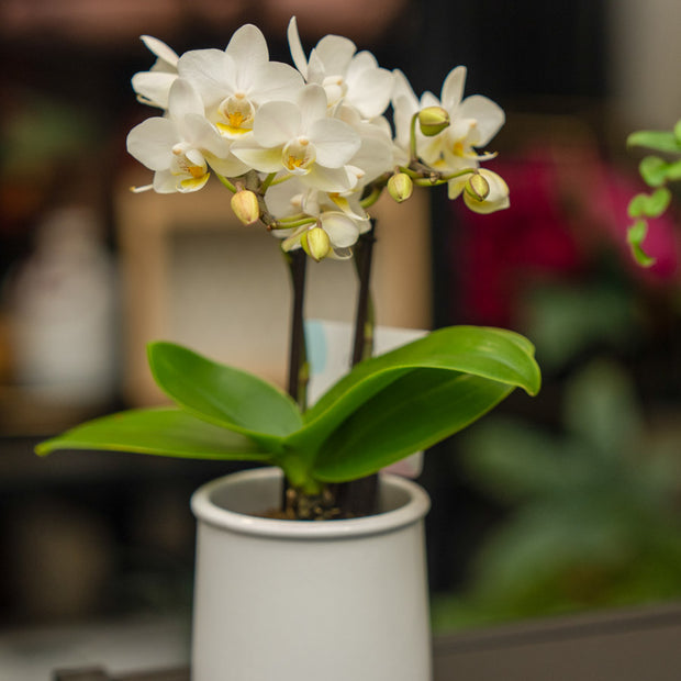 Orchidea Mini Bianca 2 Steli in Vaso | Torino