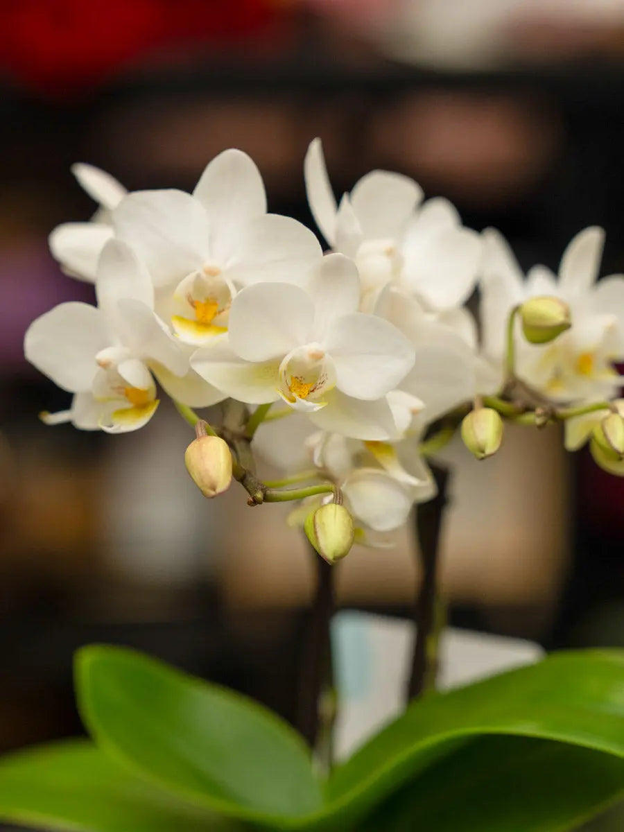 Orchidea Mini Bianca 2 Steli in Vaso | Torino Emozioni