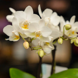 Orchidea Mini Bianca 2 Steli in Vaso | Torino Emozioni