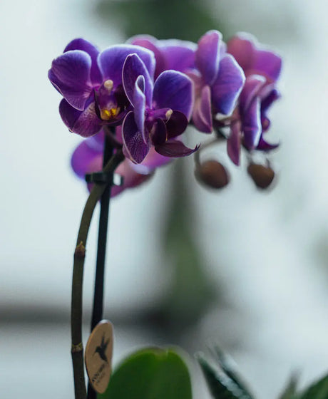 Orchidea 1 Stelo con Piantina Grassa in Vaso | Torino Emozioni