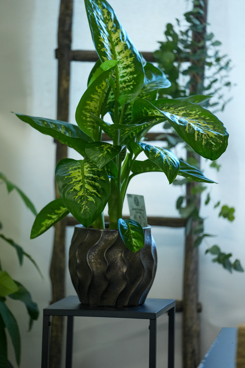Dieffenbachia Variegata – Foglie Decorative in Vaso Scuro
