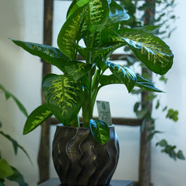 Dieffenbachia Variegata – Foglie Decorative in Vaso Scuro