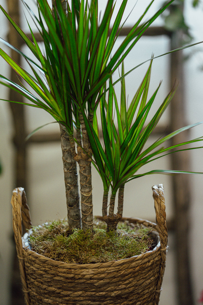 Dracena Marginata – Pianta Tropicale in Cesta Decorativa