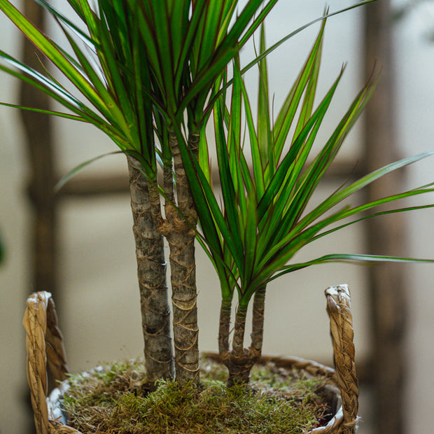 Dracena Marginata – Pianta Tropicale in Cesta Decorativa