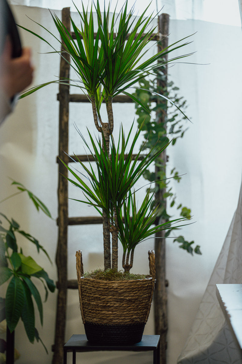 Dracena Marginata – Pianta Tropicale in Cesta Decorativa