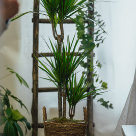 Dracena Marginata – Pianta Tropicale in Cesta Decorativa