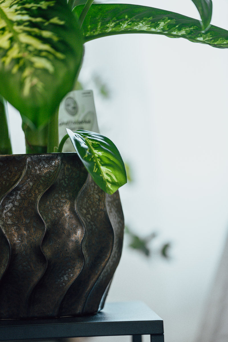 Dieffenbachia Variegata – Foglie Decorative in Vaso Scuro