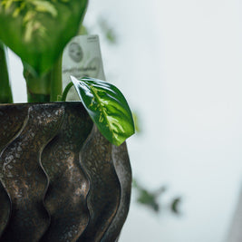 Dieffenbachia Variegata – Foglie Decorative in Vaso Scuro