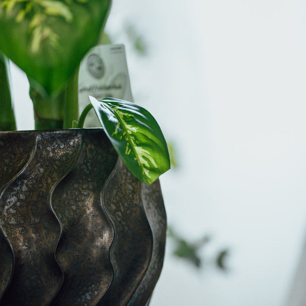 Dieffenbachia Variegata – Foglie Decorative in Vaso Scuro