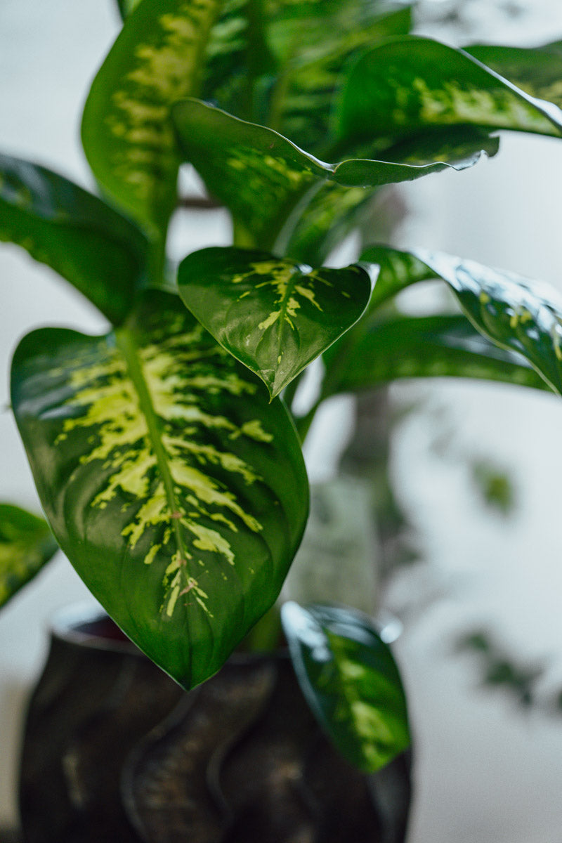 Dieffenbachia Variegata – Foglie Decorative in Vaso Scuro