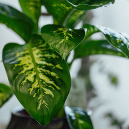 Dieffenbachia Variegata – Foglie Decorative in Vaso Scuro