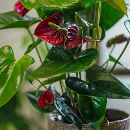 Anthurium Rosso – Pianta Fiorita in Cesta Regalo Emozioni