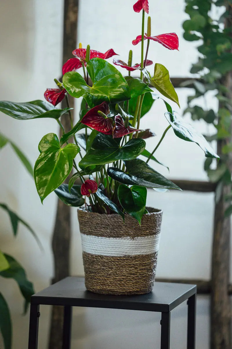 Anthurium Rosso – Pianta Fiorita in Cesta Regalo Emozioni