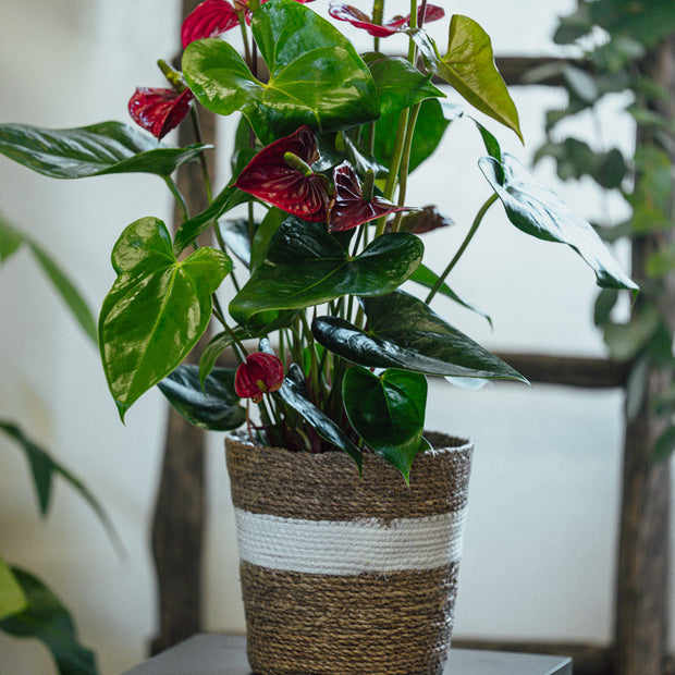 Anthurium Rosso – Pianta Fiorita in Cesta Regalo