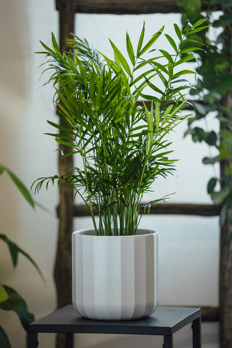 Chamaedorea Elegans – Palma Elegante in Vaso Bianco
