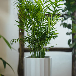 Chamaedorea Elegans – Palma Elegante in Vaso Bianco