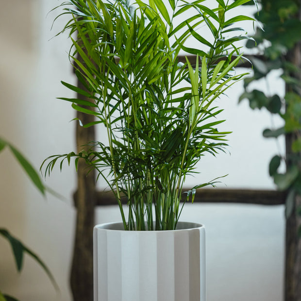 Chamaedorea Elegans – Palma Elegante in Vaso Bianco