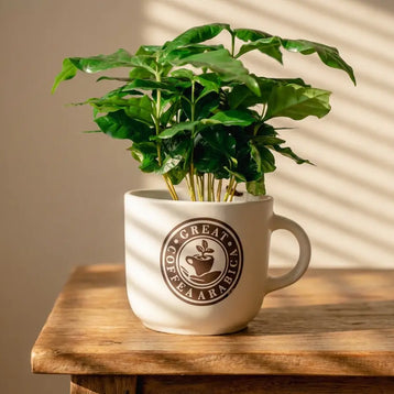 Pianta di Caffè Arabica in Tazza Decorativa Emozioni