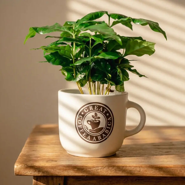 Pianta di Caffè Arabica in Tazza Decorativa Emozioni