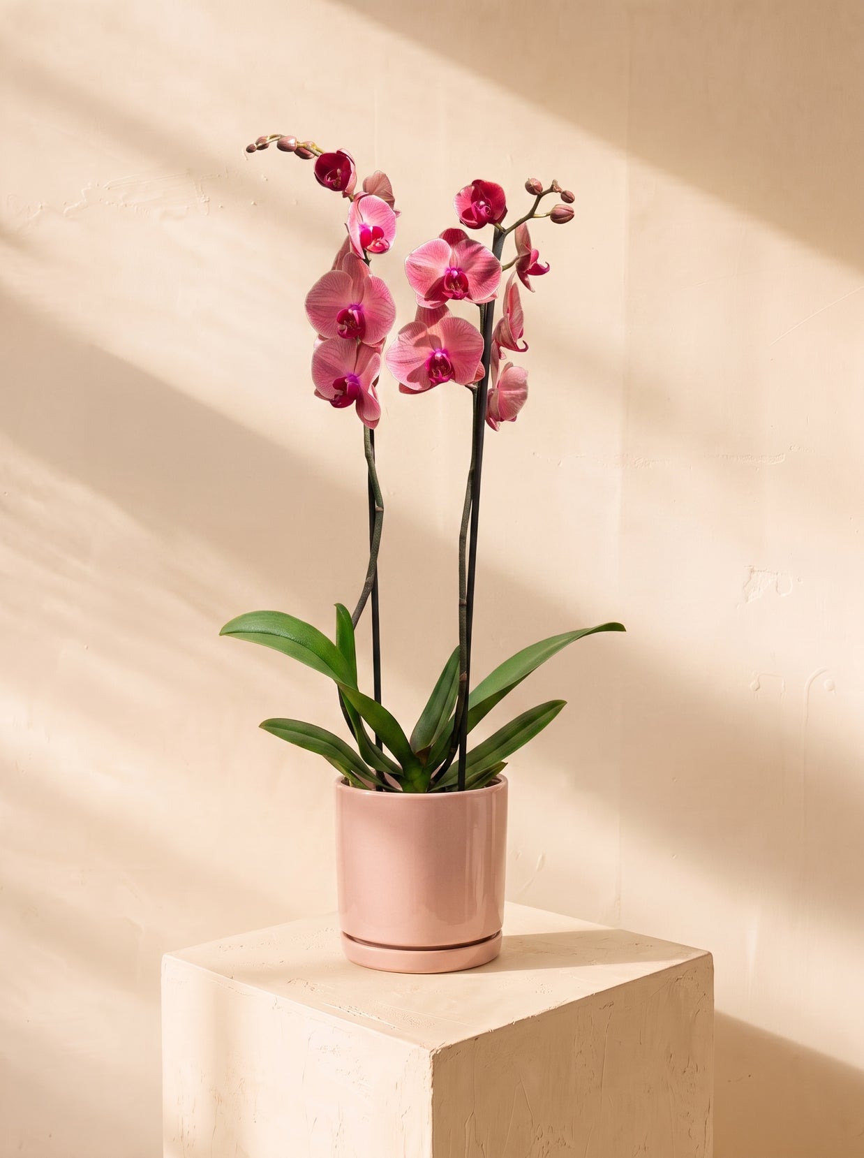 Orchidea rosa 2 steli | Emozioni Fiori Torino