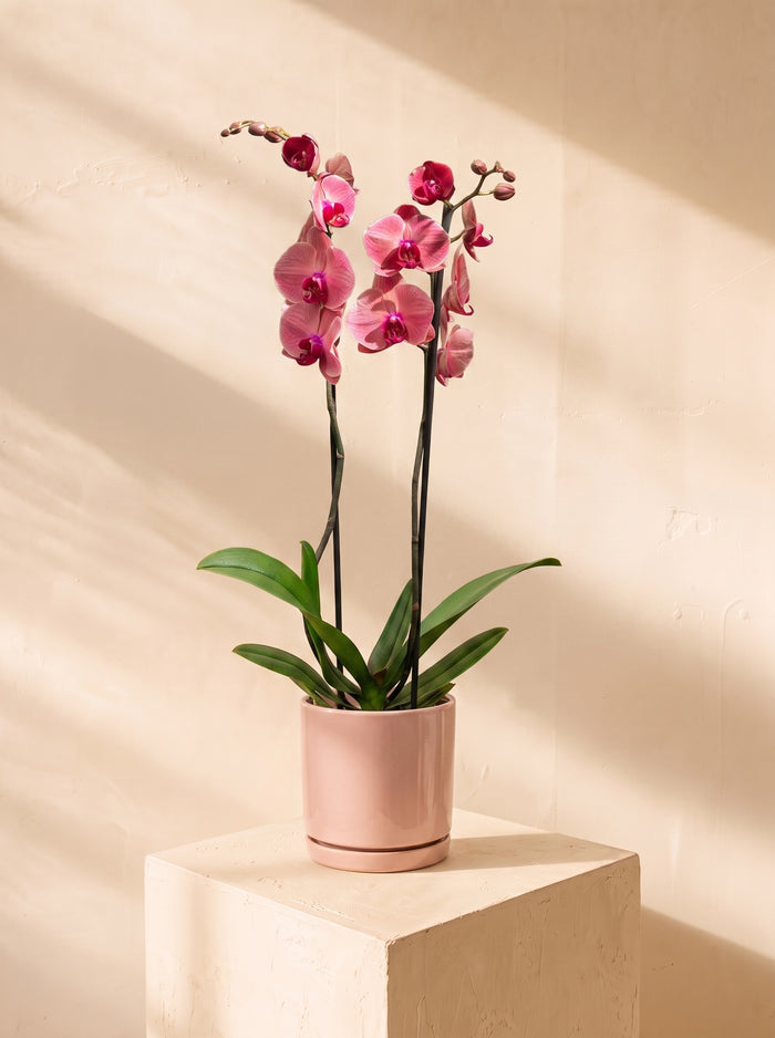 Orchidea rosa 2 steli | Emozioni Fiori Torino