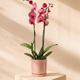Orchidea rosa 2 steli | Emozioni Fiori Torino