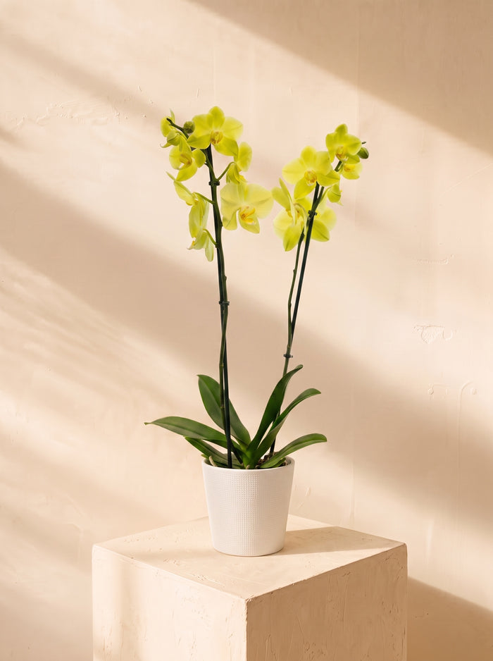 Orchidea gialla 2 steli | Emozioni Fiori Torino