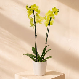 Orchidea gialla 2 steli | Emozioni Fiori Torino