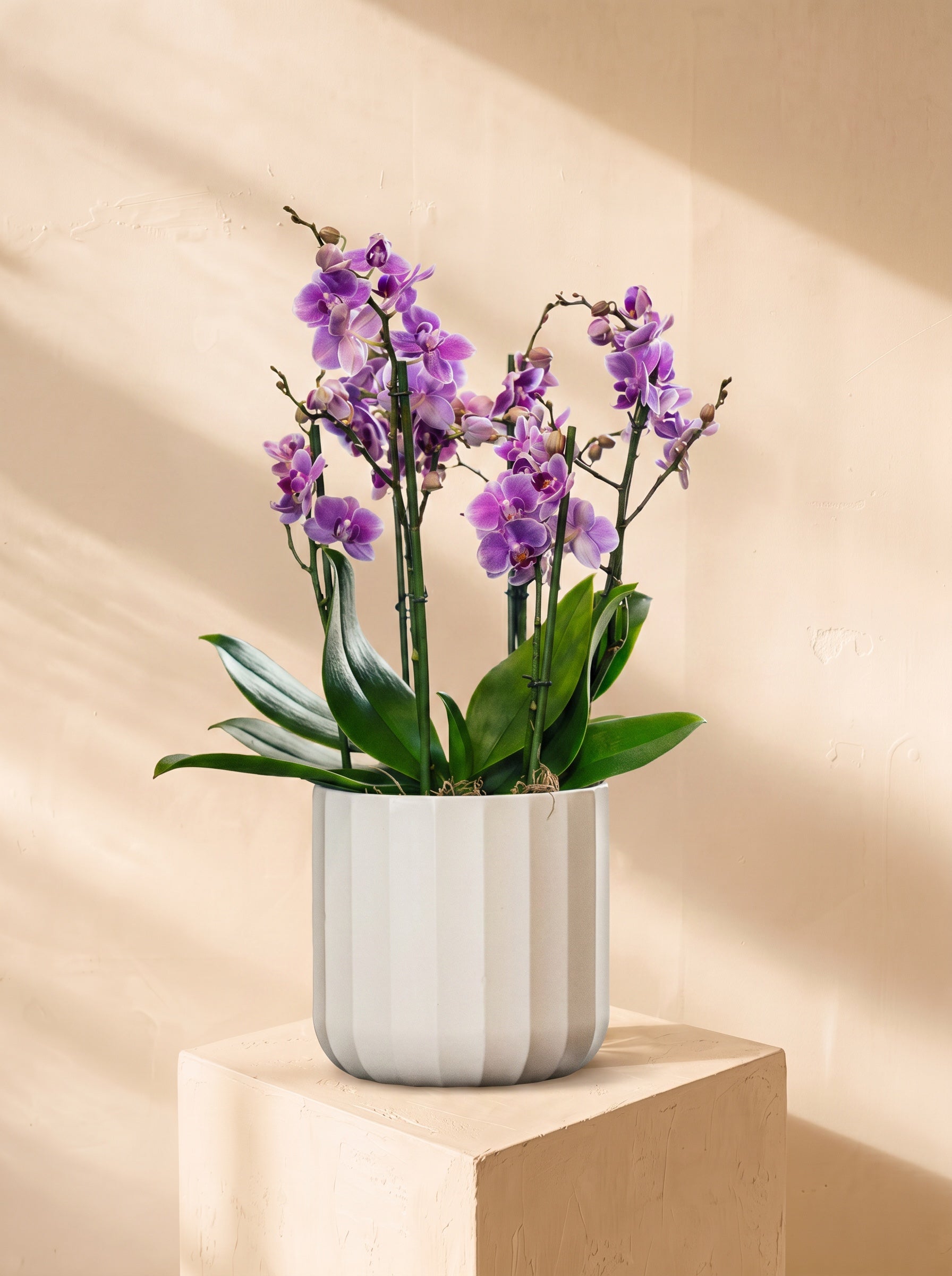Orchidea lilla grande in vaso decorativo | Emozioni Fiori Torino