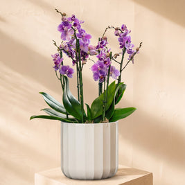 Orchidea lilla grande in vaso decorativo | Emozioni Fiori Torino