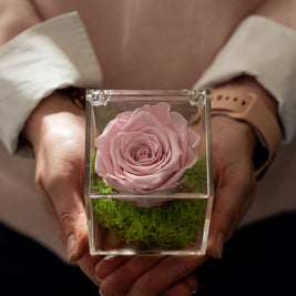 Rosa Stabilizzata Pastello Rosa in Box