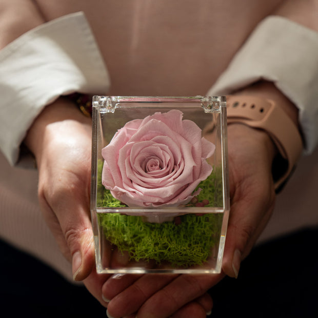 Rosa Stabilizzata Pastello Rosa in Box