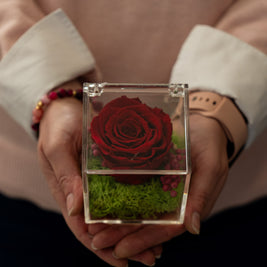 Rosa Stabilizzata Rossa in Scrigno