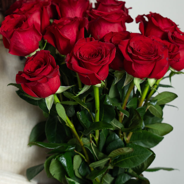 Bouquet Rose Rosse a Gambo Lungo | Consegna a Torino