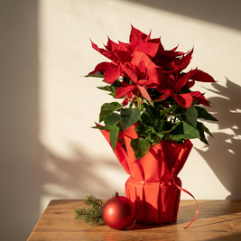 Stella di Natale a Torino – Formato Medio o Grande | Consegna a domicilio