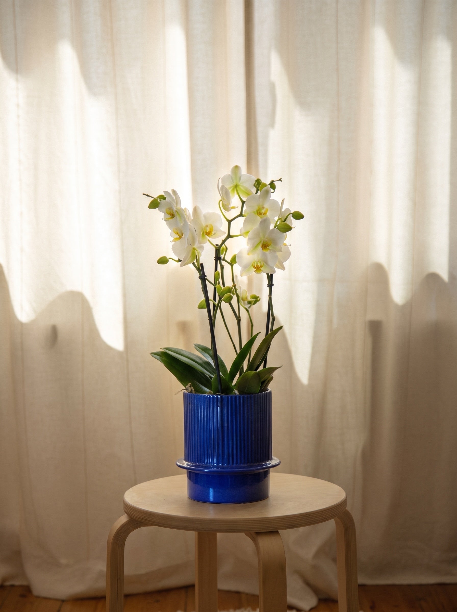 Orchidea bianca grande, still life d'interni | Emozioni Fiori Torino