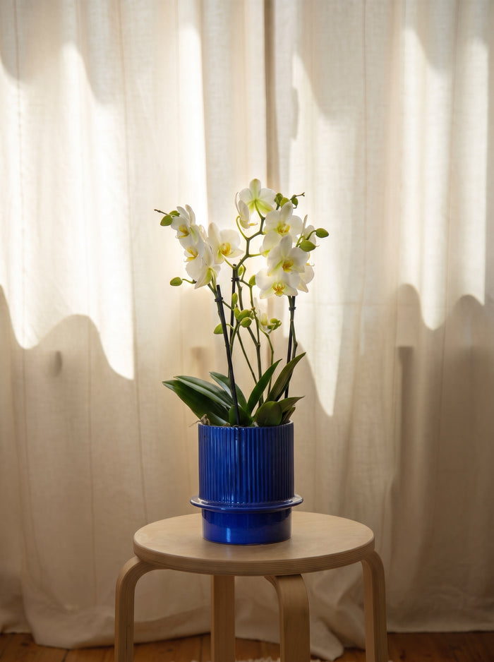 Orchidea bianca grande, still life d'interni | Emozioni Fiori Torino