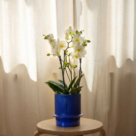 Orchidea bianca grande, still life d'interni | Emozioni Fiori Torino