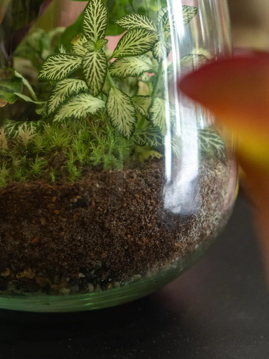Terrarium Verde in Vetro – Ecosistema Autonomo Emozioni